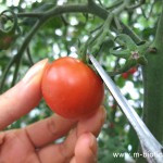 谷口農場　トマト　もぎとり園